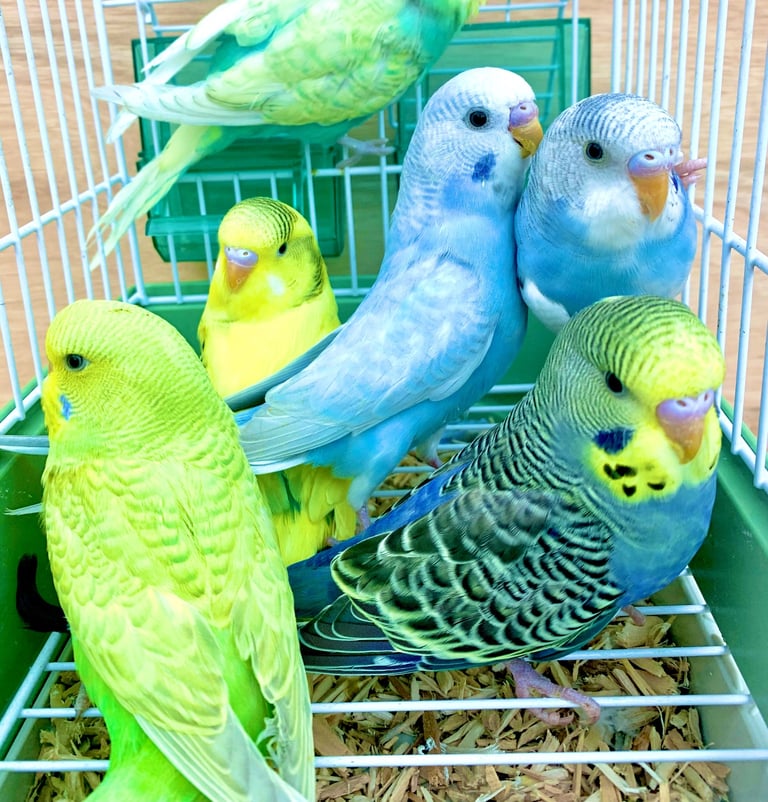 image for Beautiful Baby Budgies & Cages - Various Mutations.