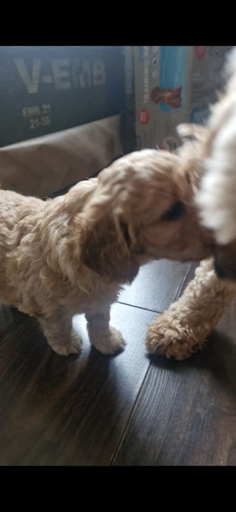 Cockapoo pups (K2)