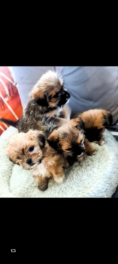 image for SHORKIE PUPPIES FOR SALE