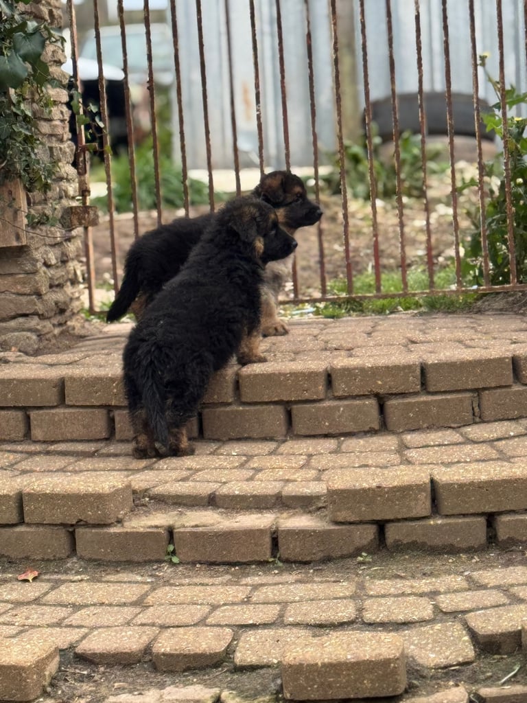 4 x bitches ready 1 week! 21/10/25 gsd pups German shepherd puppies! Lovely temperments! 