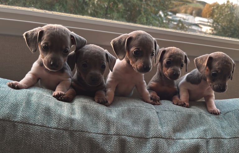 image for Micro mini dachshunds 