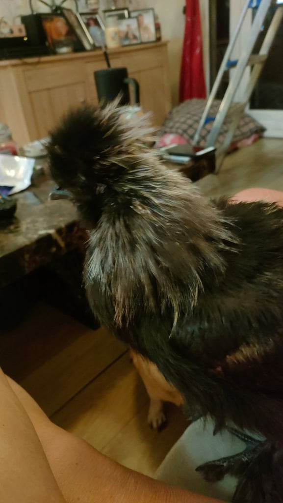 Black partridge silkie male hand reared