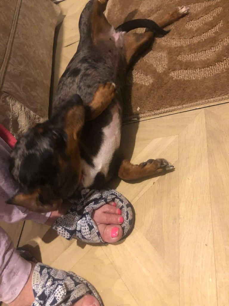 Dashshund