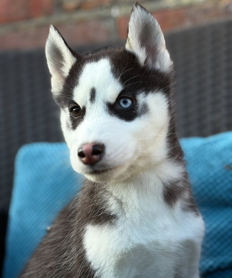 Siberian husky puppies 