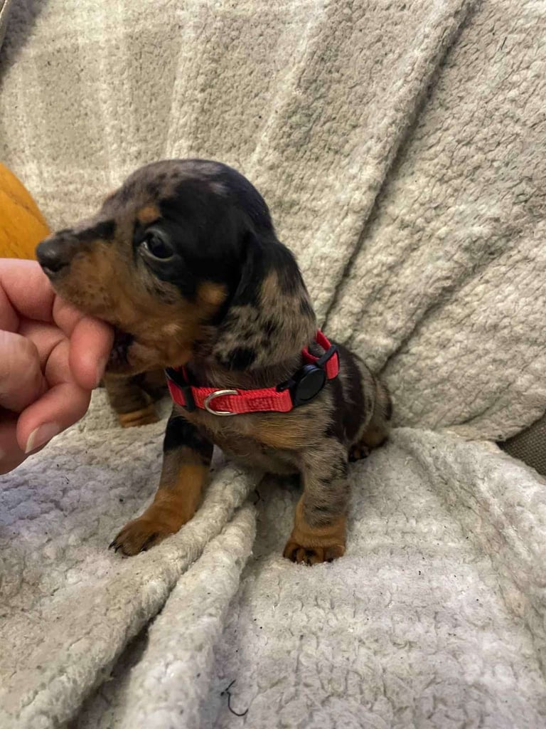 Beautiful Miniature Dachshunds 