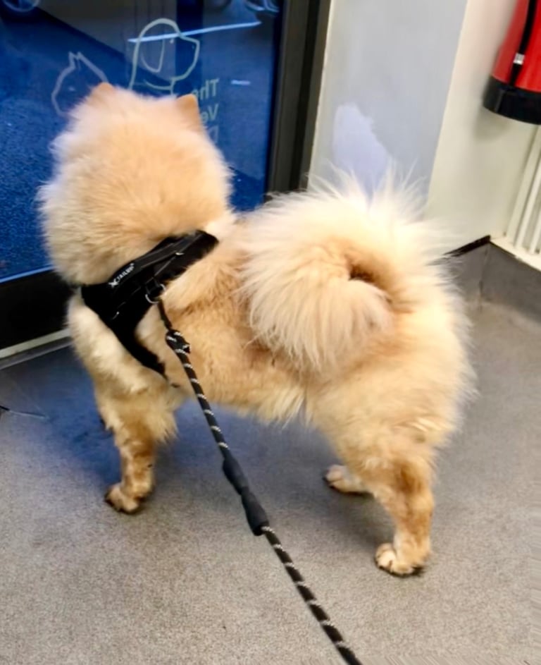 🩷 GORGEOUS KC FEMALE CHOW FOR SALE!!!! 🩷