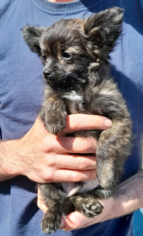 Absolutely gorgeous 3m old male chihuahua/pomeranian/poodle puppies x3