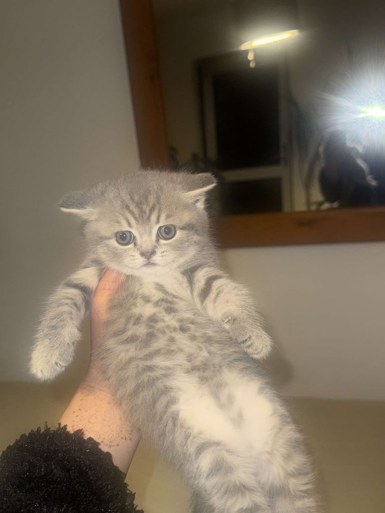 RARE COLOURPOINT BRITISH SHORT HAIR KITTENS FOR SALE