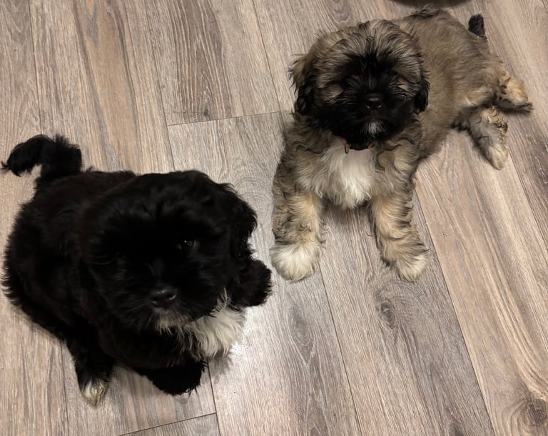 Mixed  breed Shihtzu