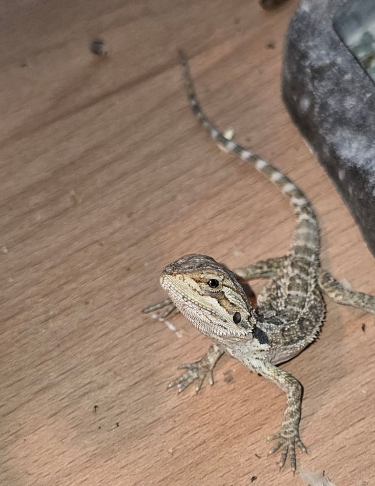 Baby bearded dragon with tint red 2 for £90