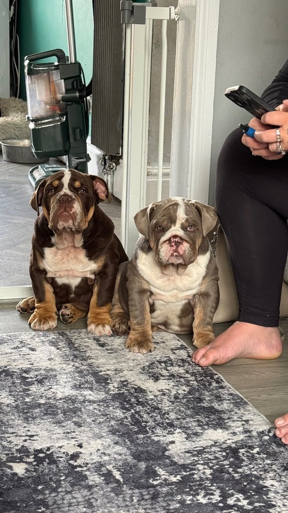 6 month english bull dog 
