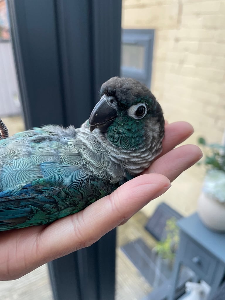 Super tame conure with cages and toys 