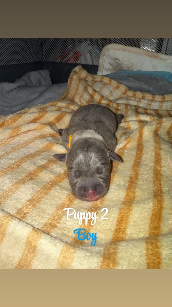 Staffordshire bull terrier puppies