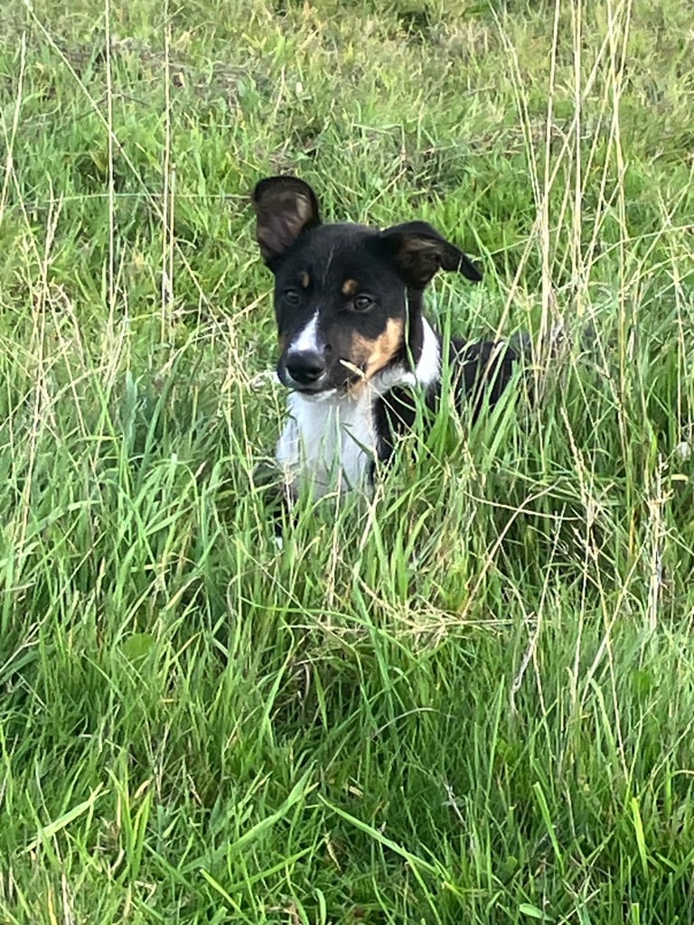 Tri colour smooth haired puppy 
