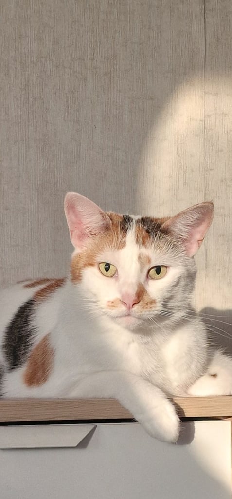 3 cats to be rehomed this weekend