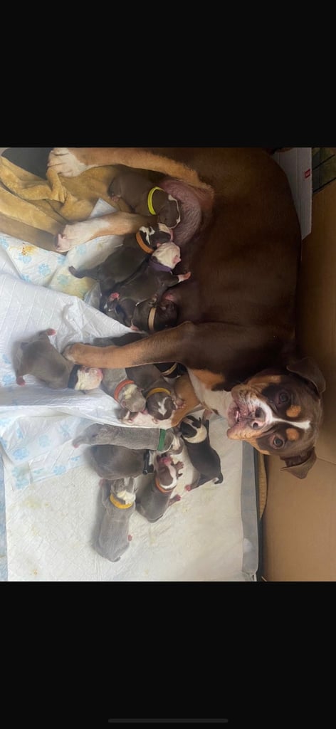 Olde English bulldog puppies 