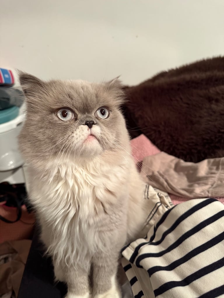 Persian Cats Kittens for Sale Gumtree - Main Image
