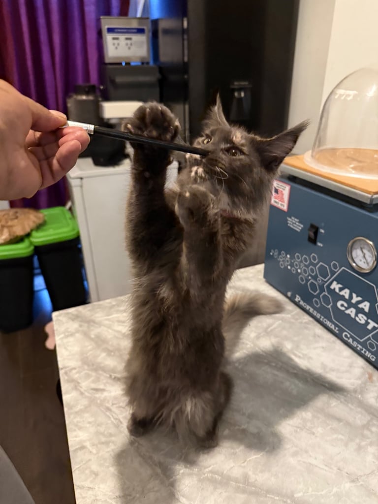 image for Maine Coon (blue tortie) female. 