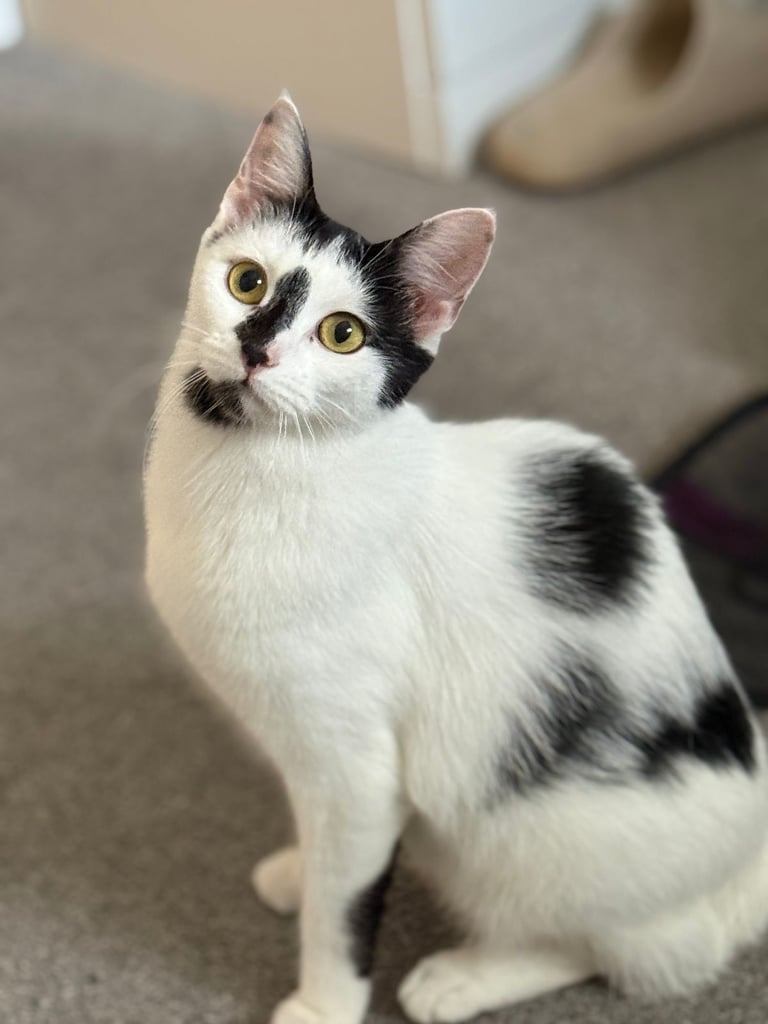 Mother cat and 3 babies looking for their forever home