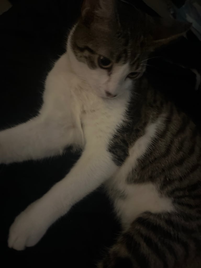 2 cats for sale  full pedigree f4 Bengal and a tabby cross price in description