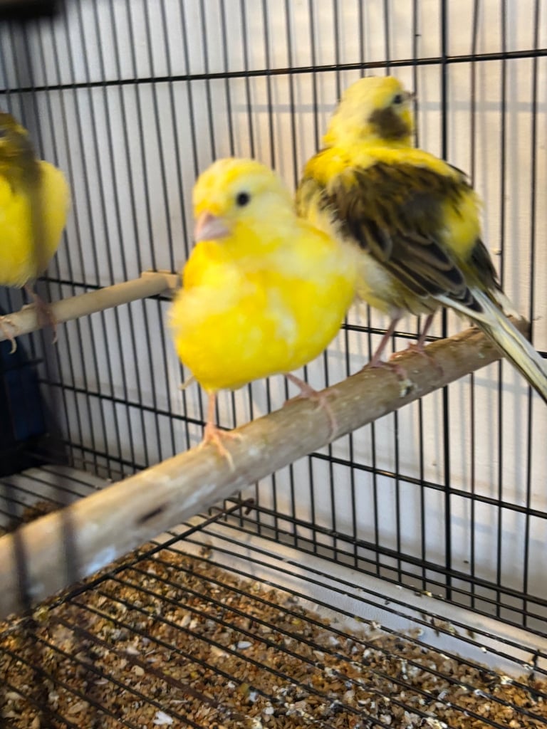 Gorgeous fife and border canaries