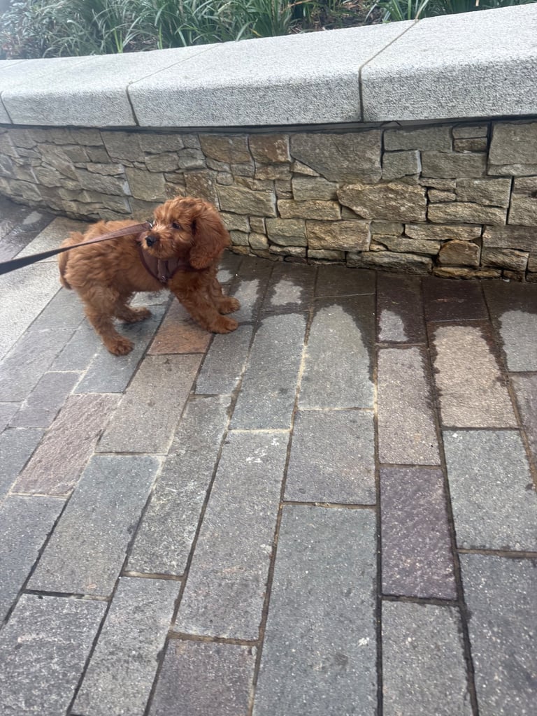 Labradoodle for sale - serious buyers only 