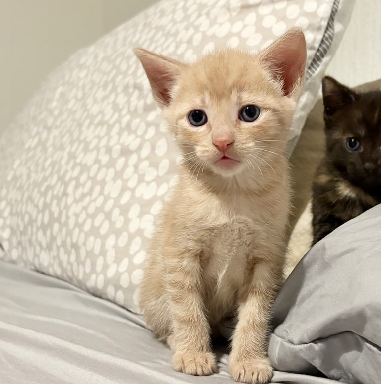 KITTENS ready to go now 
