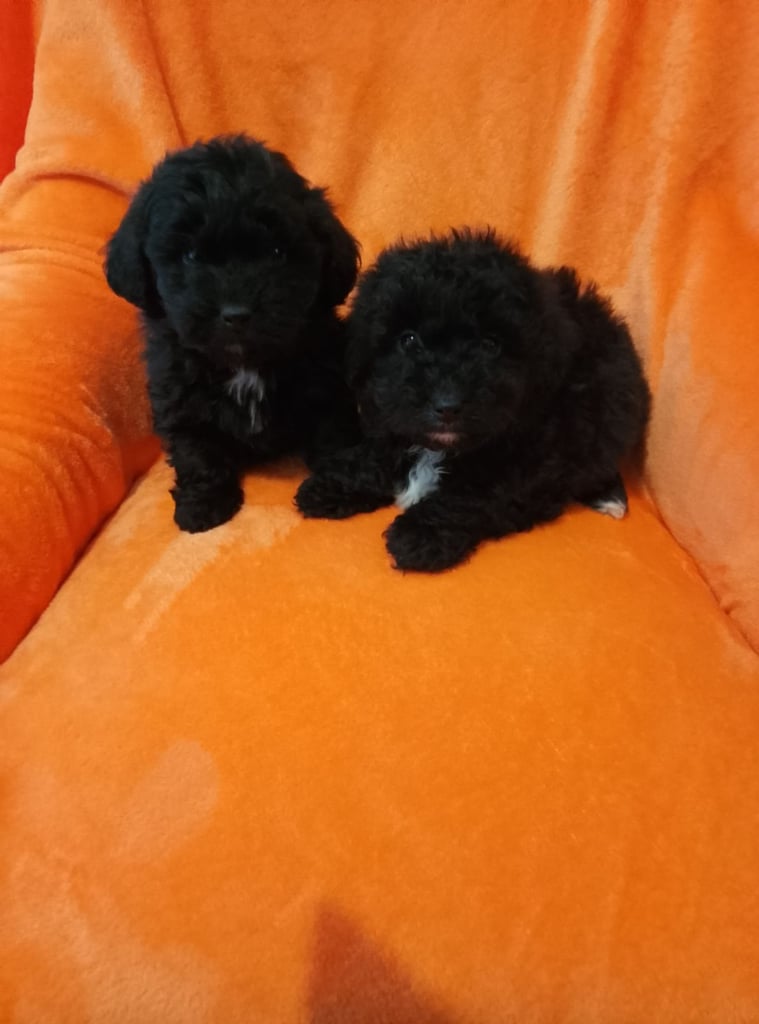 Cockapoo puppies 