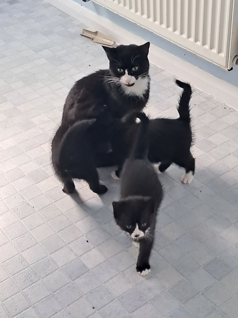 1 girl kitten left, ready now.