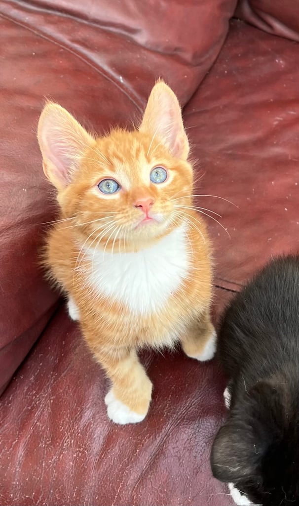 6 gorgeous friendly kittens ready for new homes