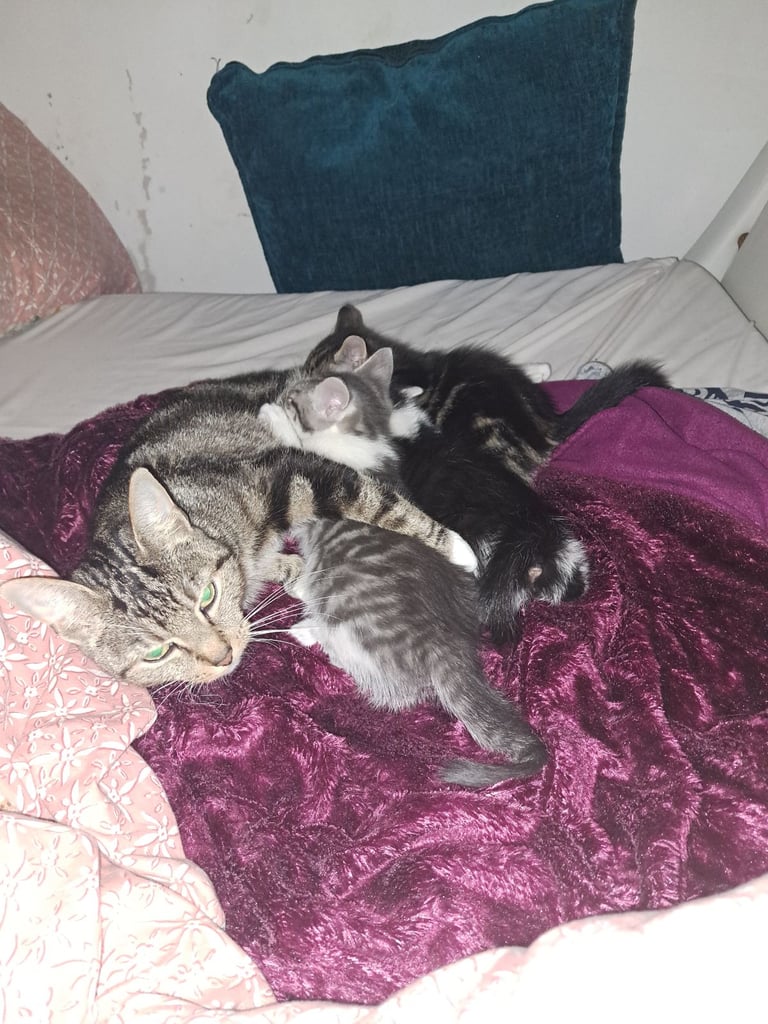 Grey and white male kitten 