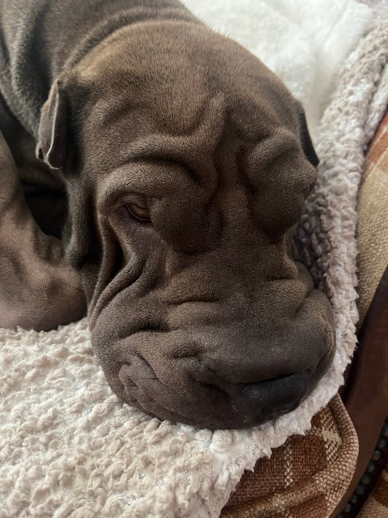 GORGEOUS SHAR PEI FOR SALE 