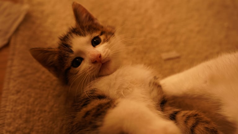 Cute tabby kittens