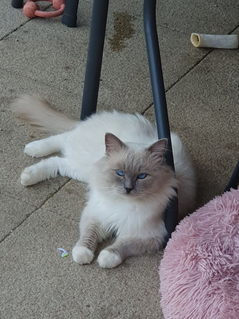 Super Rare green-eyed light mink ragdoll girl Ready now