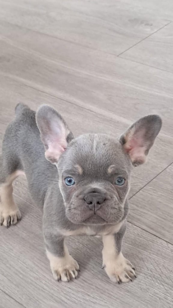 Puppy