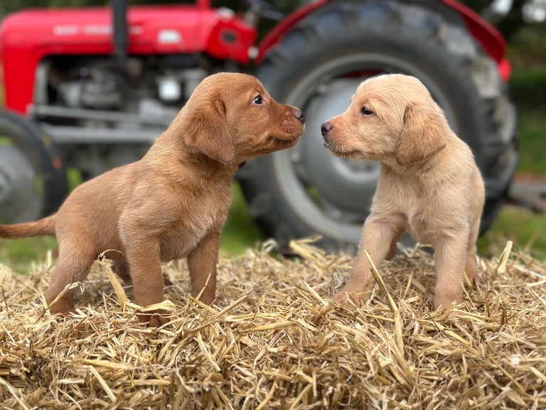 Labrador Retriever Puppies