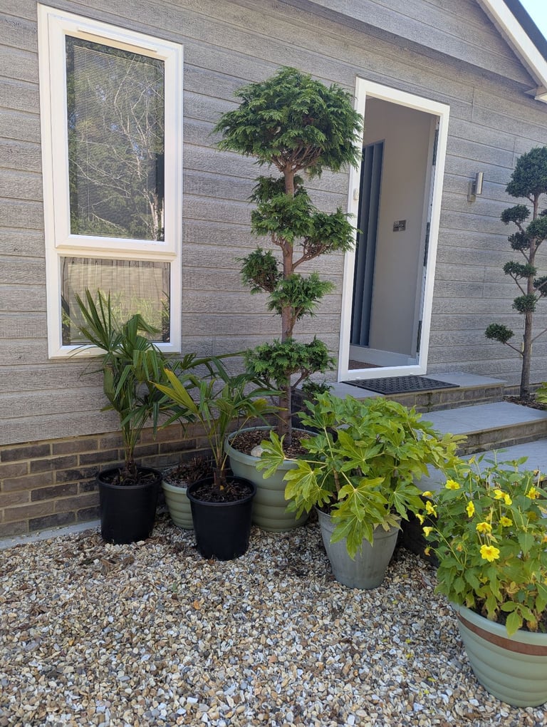 Large pom pom conifers in pots 