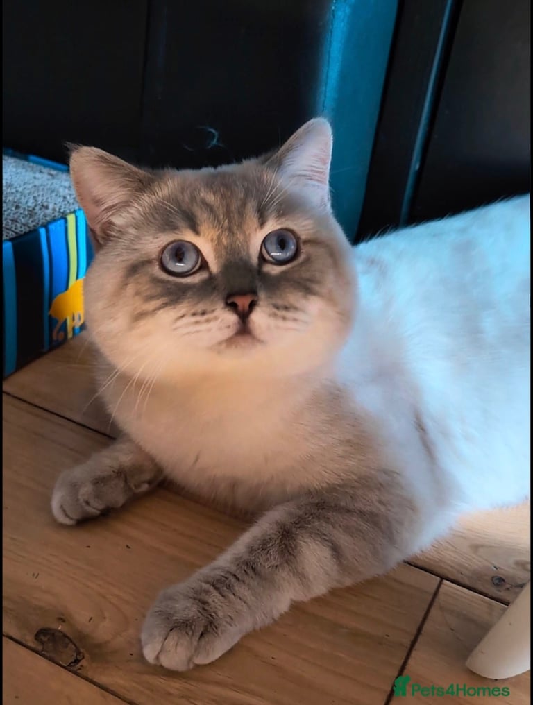 GCCF BRITISH SHORTHAIR & BRITISH LONGHAIR KITTENS