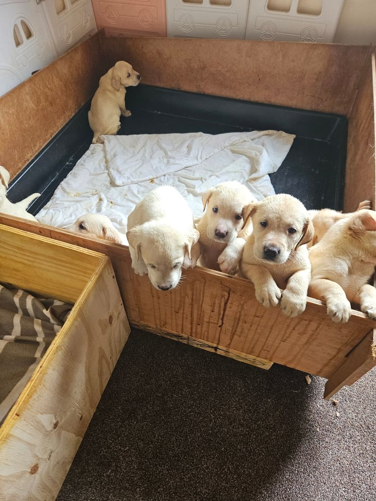 labrador puppies 
