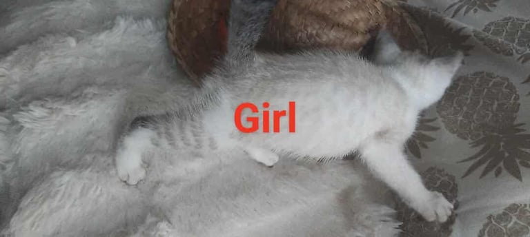 Maine coon cream kittens 