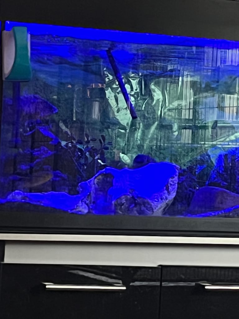 Big fish tank and fish 