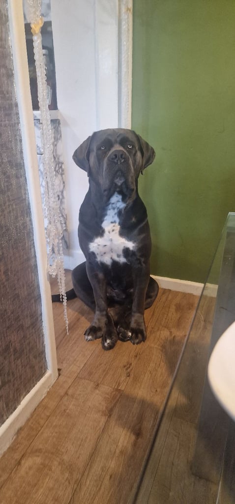 Cane corso
