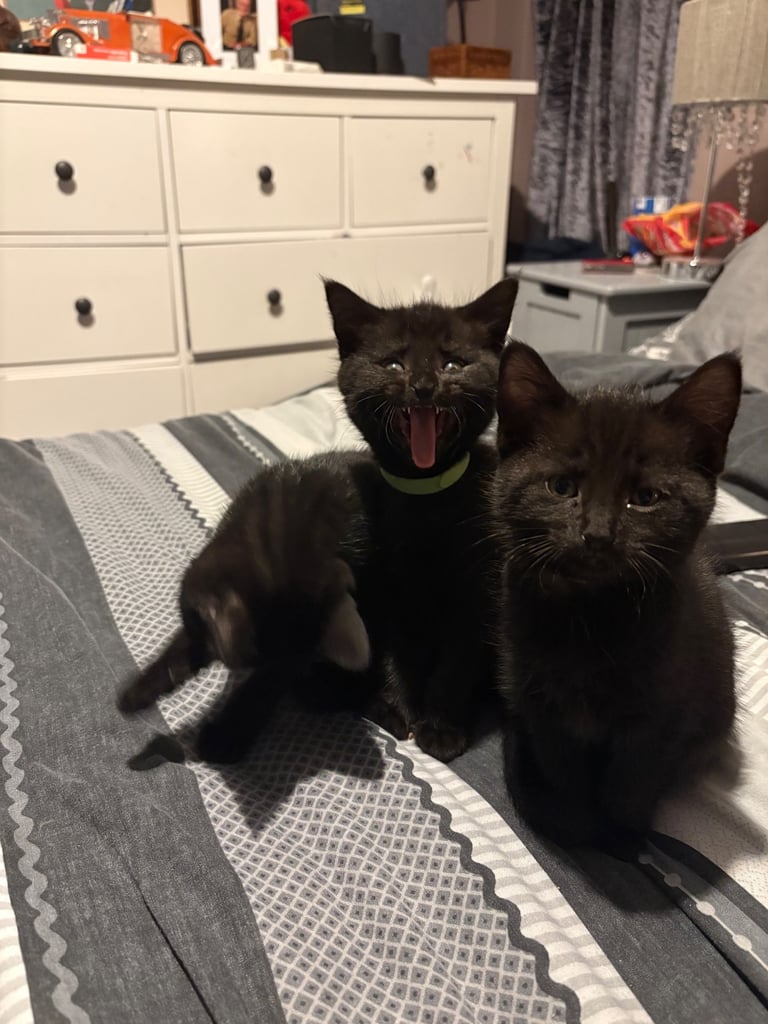 Bengal cross kittens 