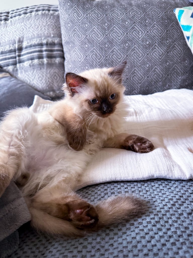 Adorable Male Ragdoll Kitten – 2 Months Old 🐾 £700