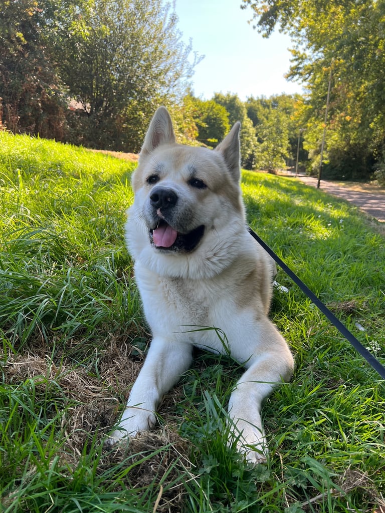 Male American Akita in desperate need for a new loving home.