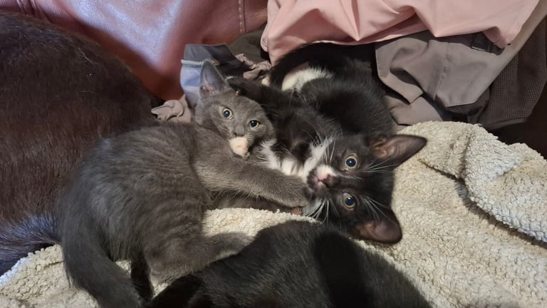 5 kittens ready to go to new homes 