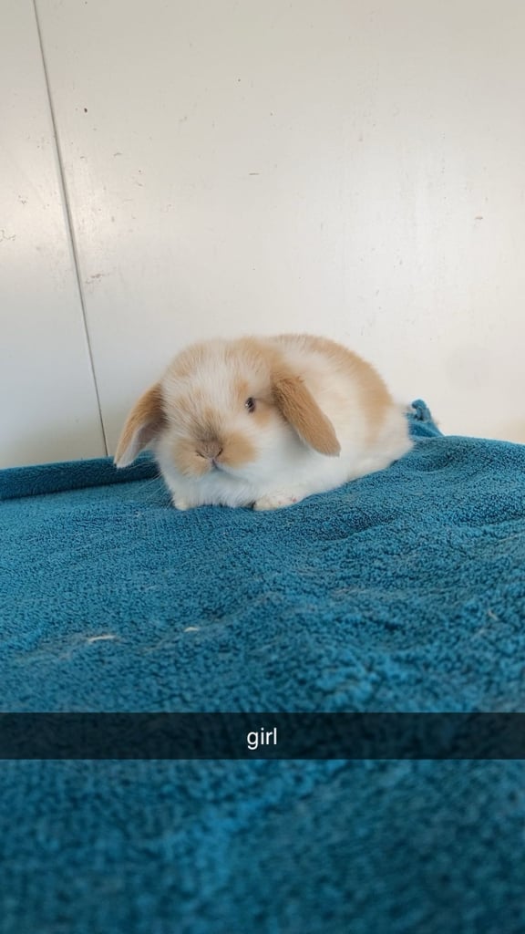 Pure mini lop rabbits for reserve 
