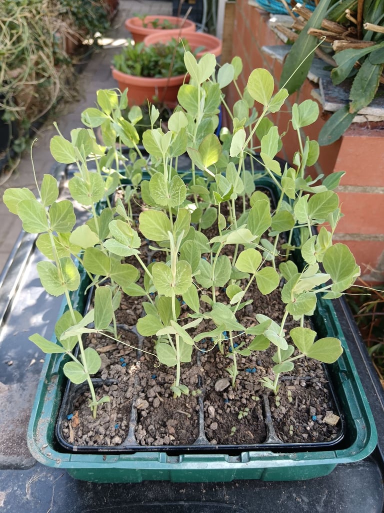 image for Garden peas 