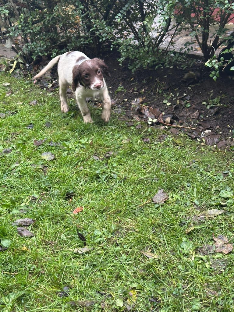 Springer spaniel pups 