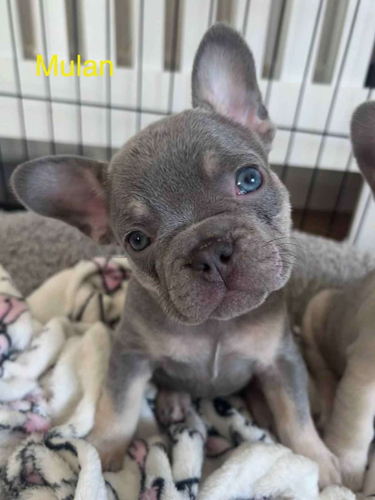 Blue Fawn French Bulldogs for sale